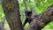 Close up Happy funny kitten Mixed-colored sitting on tall trees. View on a black cat resting and climbs from branch to