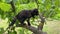 Close up Happy funny kitten Mixed-colored sitting on tall trees. View on a black cat resting and climbs from branch to