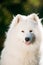 Close up Happy Funny Lovely Pet White Samoyed Dog Outdoor in Sum