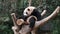 Close up Happy Panda, Fu Bao, Everland, South Korea