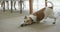 Close up of happy pet dog playing on carpet in living room