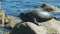 Close up of a harbor seal in monterey bay