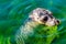 Close up of a Harbor Seal in the water