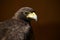 Close-up of Harris hawk against brown background