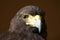 Close-up of Harris hawk staring at camera