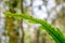 Close up of Hart`s Tongue fern with orange striped spores on leaf underside