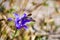 Close up of Harvest Brodiaea Brodiaea elegans wildflower blooming in Yosemite National Park, Sierra Nevada mountains, California