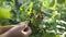 Close up of harvest of ripe raspberries in garden, woman's hands picking berries. Branch of ripe raspberries in a