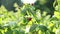 Close up of harvest of ripe raspberries in garden, woman's hands picking berries. Branch of ripe raspberries in a