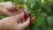 Close up of harvest of ripe raspberries in garden, woman's hands picking berries. Branch of ripe raspberries in a