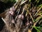 Close-up of harvested garlic bulbes with garliv cloves with roots placed in a cardboard box for drying