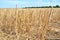 Close up of harvested grain stems in field