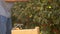 Close-up. Harvesting apples in wooden boxes. A hired laborer in the collection of apples in the farm. Migrant workers