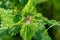 Close up of a harvestman spider sitting on a nettle