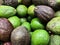 Close-up of Hass avocado heap. Persea americana BIlse avocados cultivar.