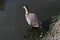 A Close up of a Hawaiian Goose