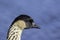 Close up of a Hawaiian Goose (Nene) with copy space