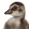 Close-up of Hawaiian Goose or NÆ’Ã¬nÆ’Ã¬, Branta sandvicensis, a species of goose, 4 days old