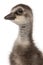 Close-up of Hawaiian Goose or NÆ’Ã¬nÆ’Ã¬, Branta sandvicensis, a species of goose, 4 days old