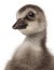 Close-up of Hawaiian Goose or NÆ’Ã¬nÆ’Ã¬, Branta sandvicensis, a species of goose, 4 days old