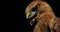 Close up of a hawk with big eyes and open beak with tongue out, 4k