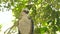 Close up hawk bird of prey snake eagle on tree branch and green leaves landscape. Predatory bird in wild nature