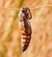 Close up of hawk moths or sphinx moths pupa.