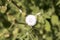 close-up: Hawksbeard flower in the lane