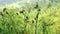 Close-up hawkweed flowers (Ðieracium vulgatum)