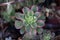 Close-up of Haworth`s aeonium in a pot inside a nursery,