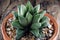 Close up Haworthia