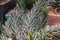 Close up Haworthia glauca succulent in the garden, is a species of flowering succulent.