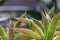 Close up Haworthia glauca succulent in the garden, is a species of flowering succulent.