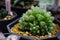 Close up Haworthia in pot