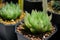 Close up Haworthia in pot