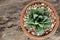 Close up Haworthia on wood background