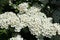 Close-up of Hawthorn, Crataegus monogyna, blossom