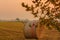 Close-up of a hay cylindrical bale in a field at a sunset