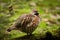 close up Hazel Grouse