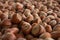 Close up hazelnuts. Hazelnut composition and backgorund. Turkish hazelnuts.