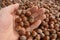 Close up hazelnuts. Hazelnut composition and backgorund. Turkish hazelnuts.