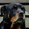 A close-up on the head, on a 12 years old Rottweiler female