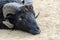 Close up of head of an adult black male ouessant sheep with big horns.