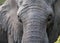 Close up of head of African elephant at the Sabi Sands Game Reserve, South Africa.