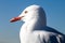 Close Up of Head of Australian Seagull against Blue Sky