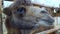 Close-up of head Bactrian camel