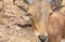 Close up head of Barbary sheep Ammotragus lervia