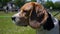 Close-up of the head of a beagol dog looking away and sniffing the air.