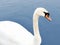 Close up of the head, beak and eye of a  young white swan on the lake