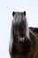 Close up of the head of a beautiful  Icelandic Horse